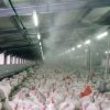 Mist System for Dairy Farm, Poultry Farm, Restaurant or Home Mist Humidity Control System, Bird Misting System Single Pump Steel Nozzle in Pakistan - Image 4